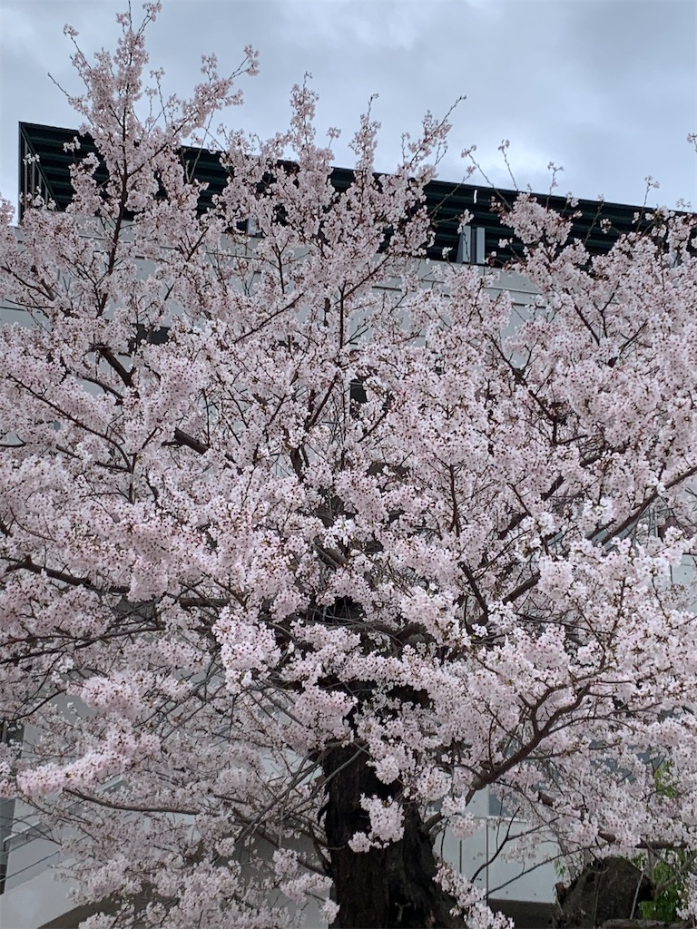f:id:hikijokomori:20230330144148j:image