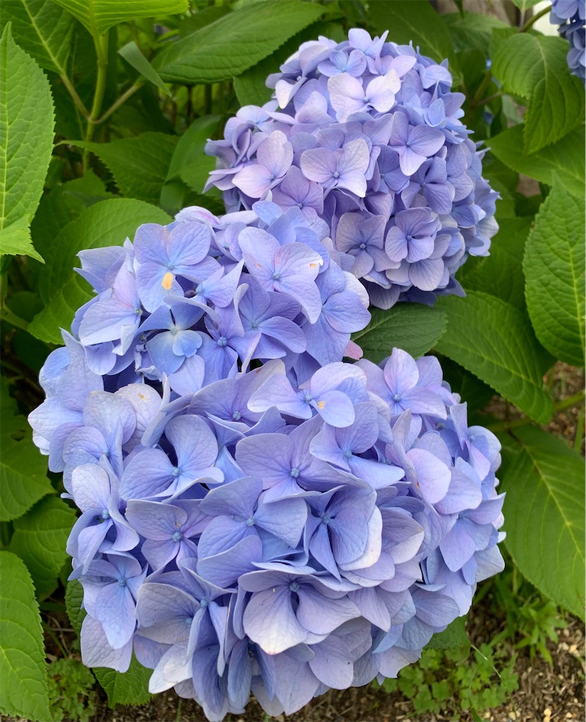 f:id:hikijokomori:20230615192536j:image