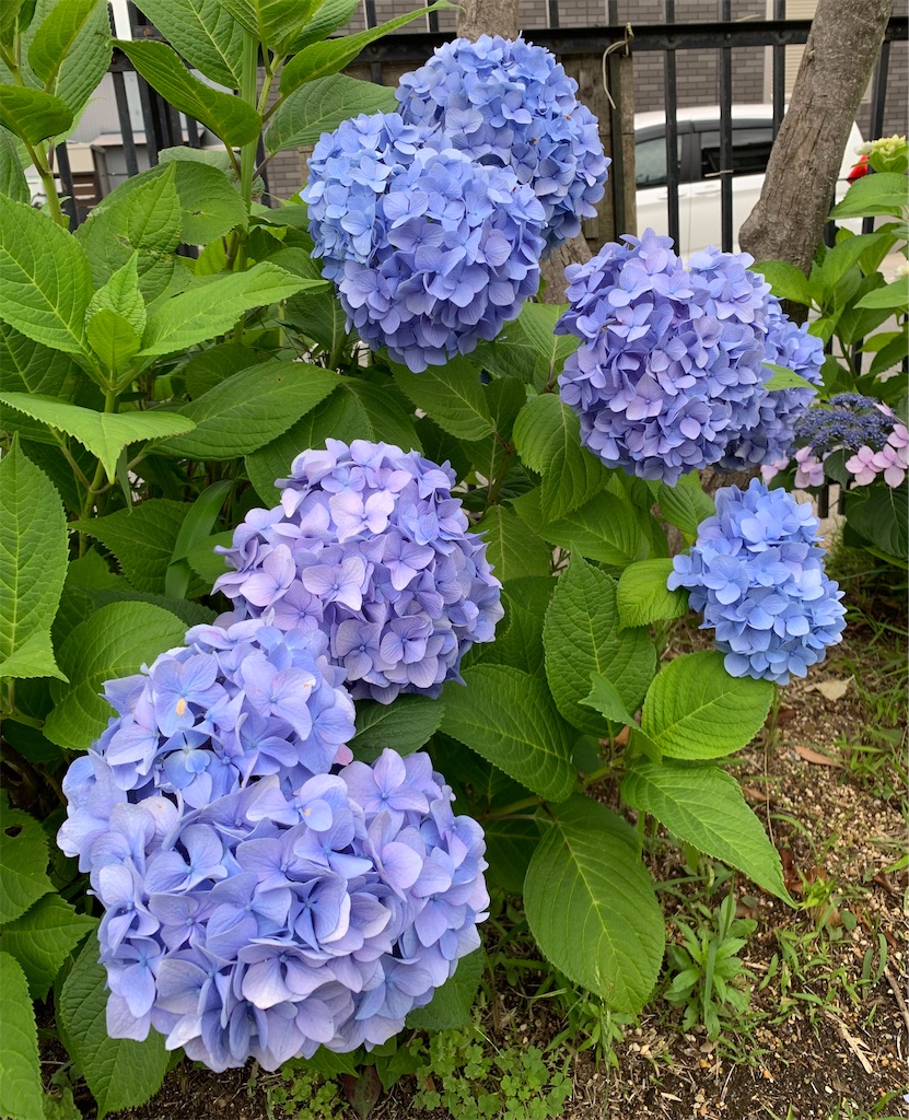 f:id:hikijokomori:20230615192539j:image
