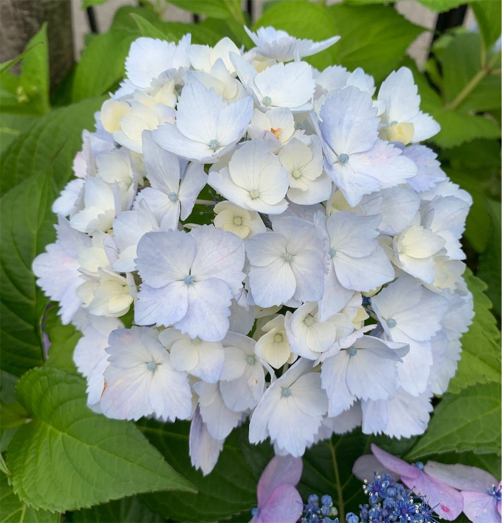 f:id:hikijokomori:20230615192542j:image