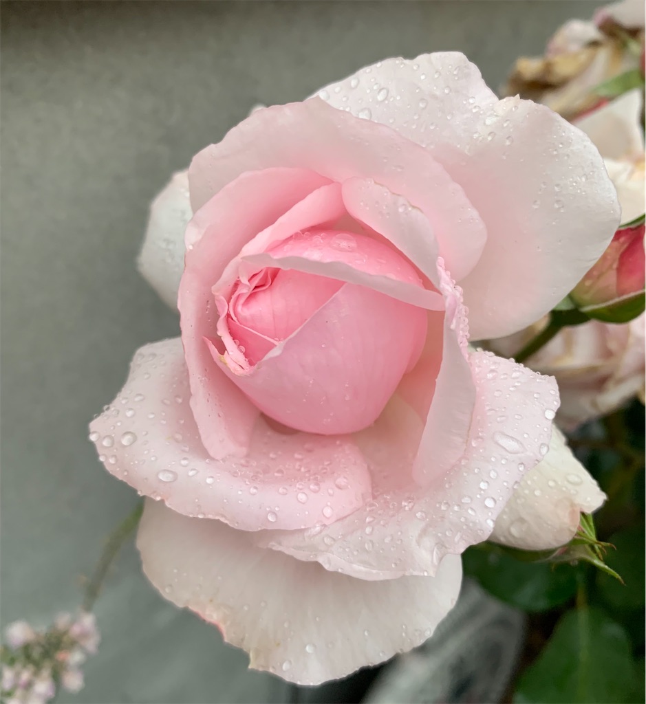 f:id:hikijokomori:20230615200445j:image