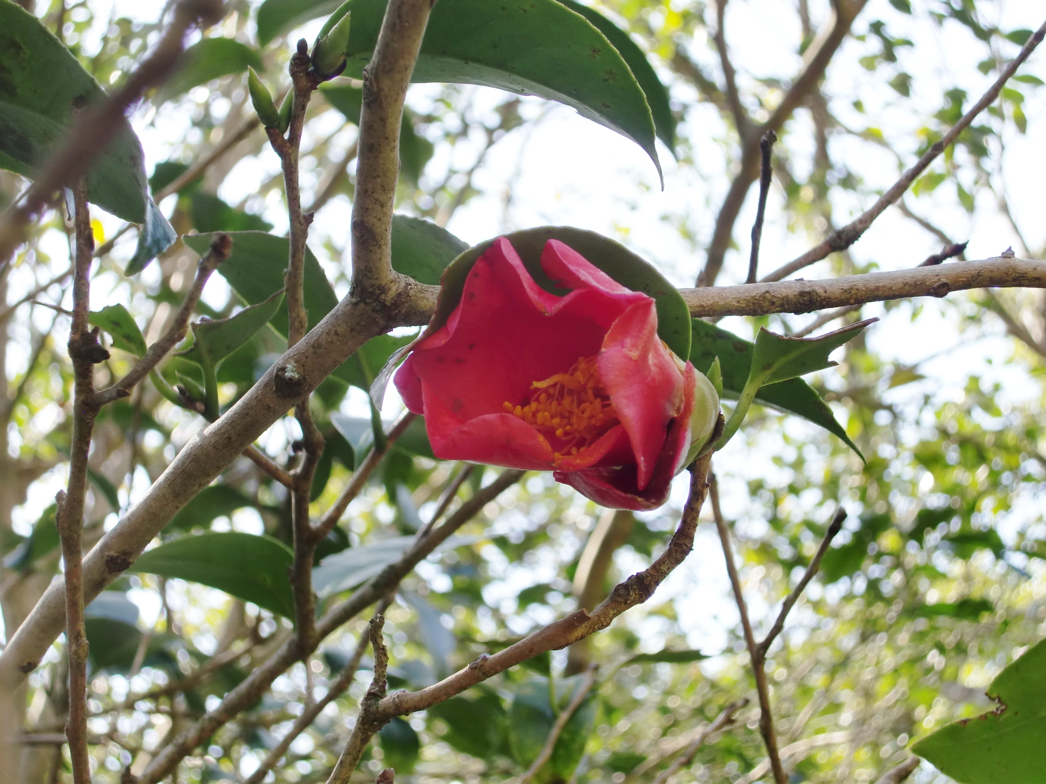 f:id:hikikoma:20180402121623j:plain f:id:hikikoma:20180402121623j:plain