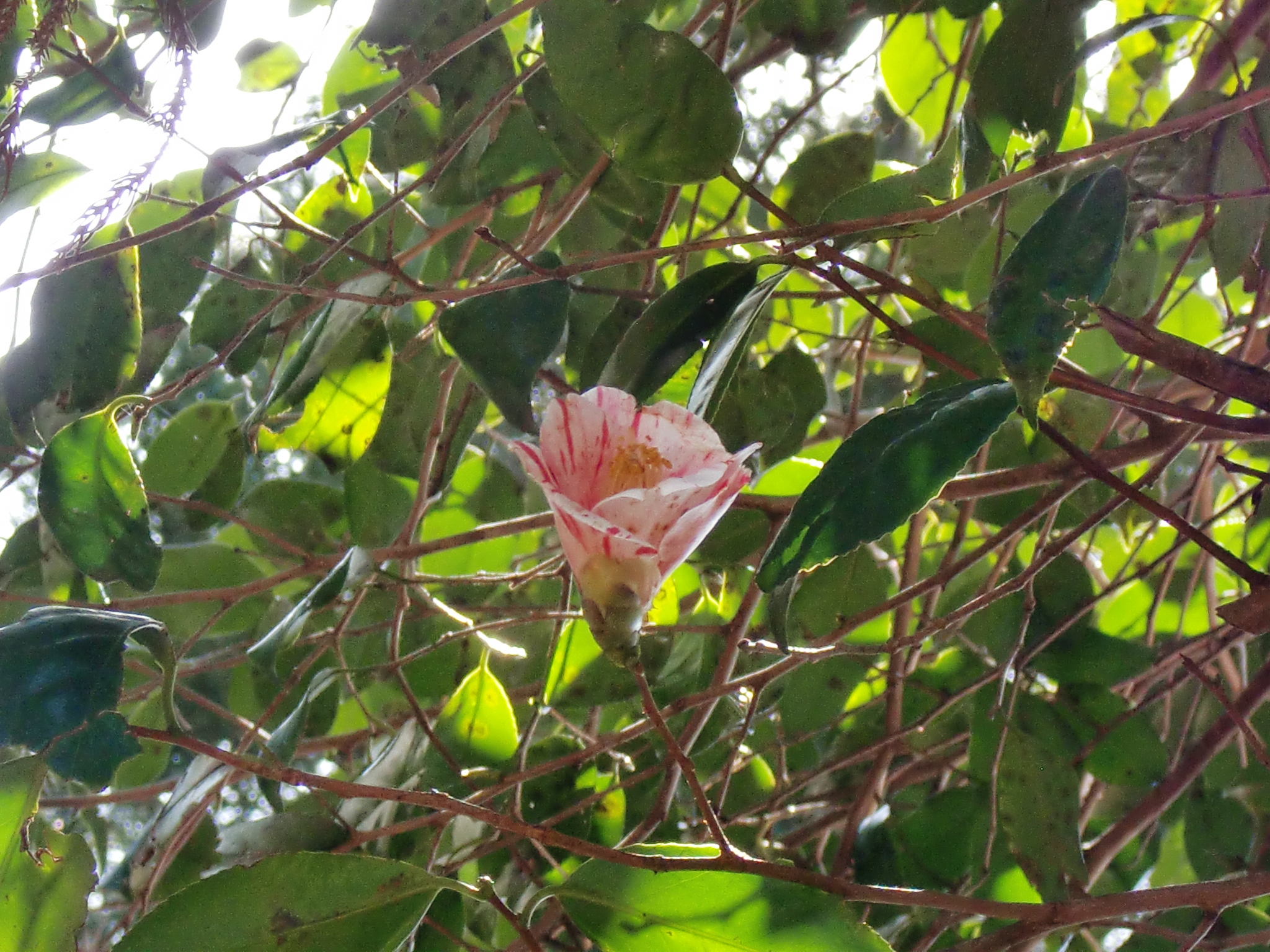 f:id:hikikoma:20180402123645j:plain f:id:hikikoma:20180402123645j:plain