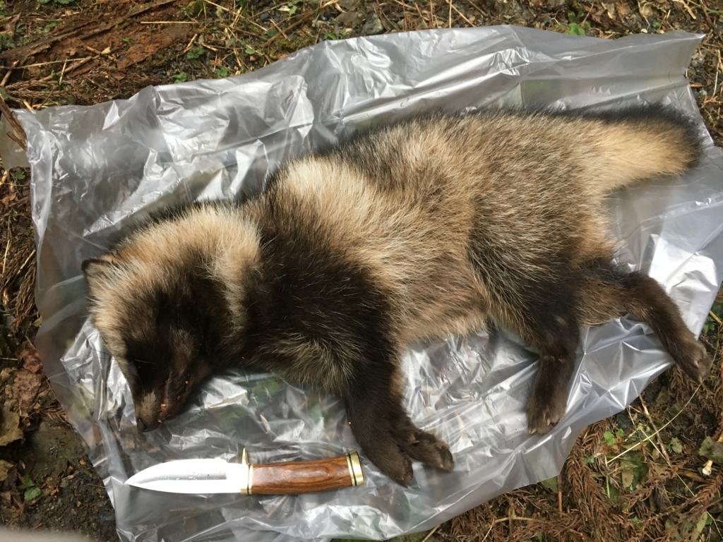 タヌキの美味しさ をぶち壊す あの臭いの 正体と解決策 を確信した ひきこもりのそとこもり ひきこもり猟師物語