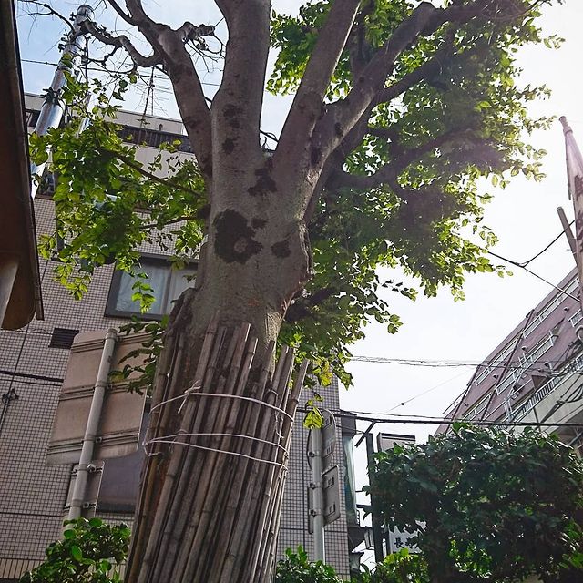 縁切り榎 榎大六天神 板橋区 縁切り 縁結びのパワースポット 引き寄せの法則と潜在意識を実践し願いを叶える記録 縁切り榎 榎大六天神 板橋区 縁切り 縁結びのパワースポット 引き寄せの法則と潜在意識を実践し願いを叶える記録