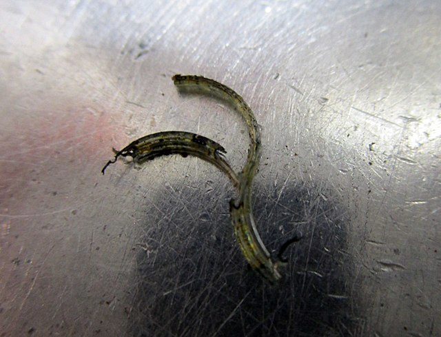 f:id:hikkigukobo:20180721234115j:plain