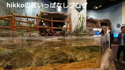 f:id:hikko_no1:20190514122635j:plain