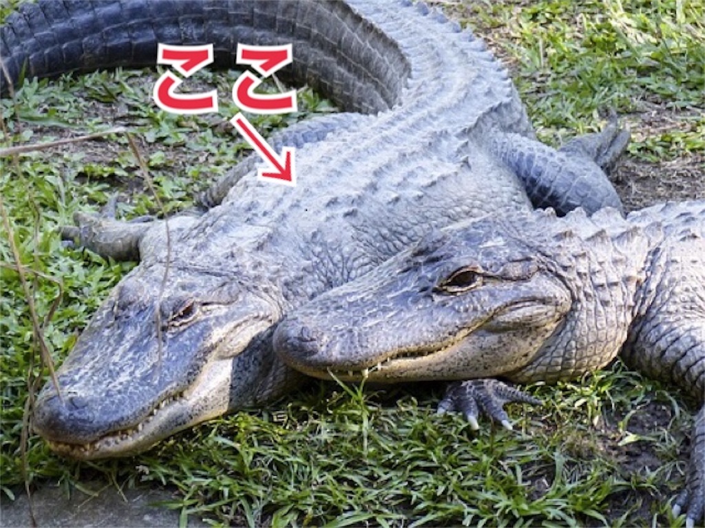 f:id:hikkochan:20190624174528j:image f:id:hikkochan:20190624174528j:image