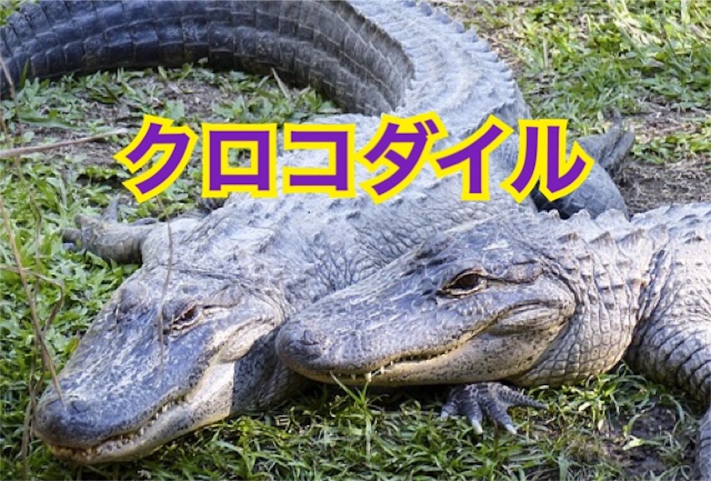 f:id:hikkochan:20190625015141j:image f:id:hikkochan:20190625015141j:image