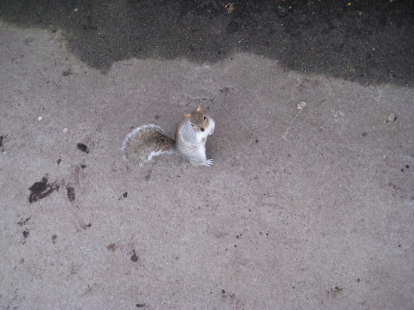 f:id:hiko07072:20090122000925j:image