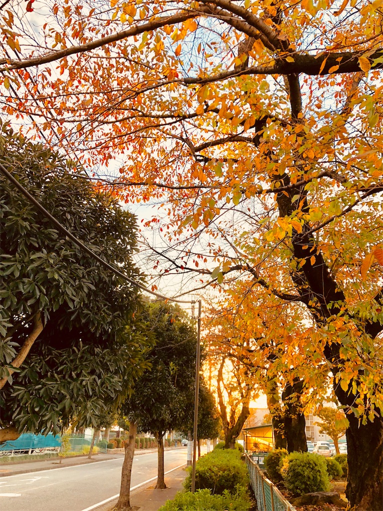 f:id:hiko_13:20181130235203j:image