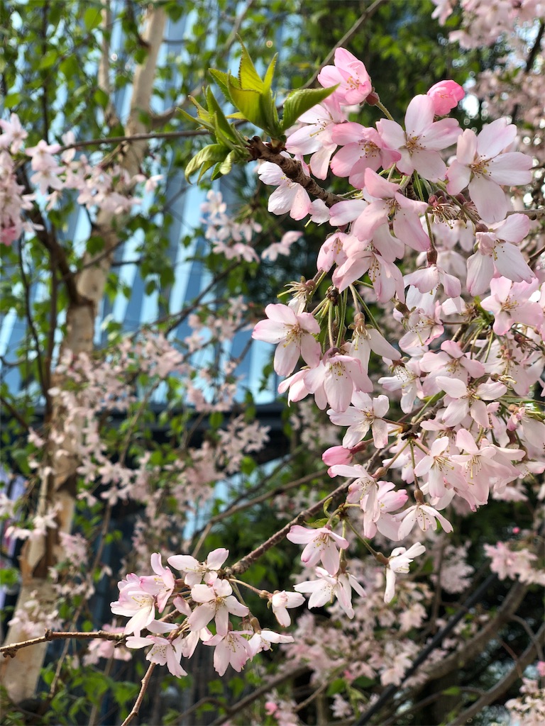 f:id:hiko_13:20190331230127j:image