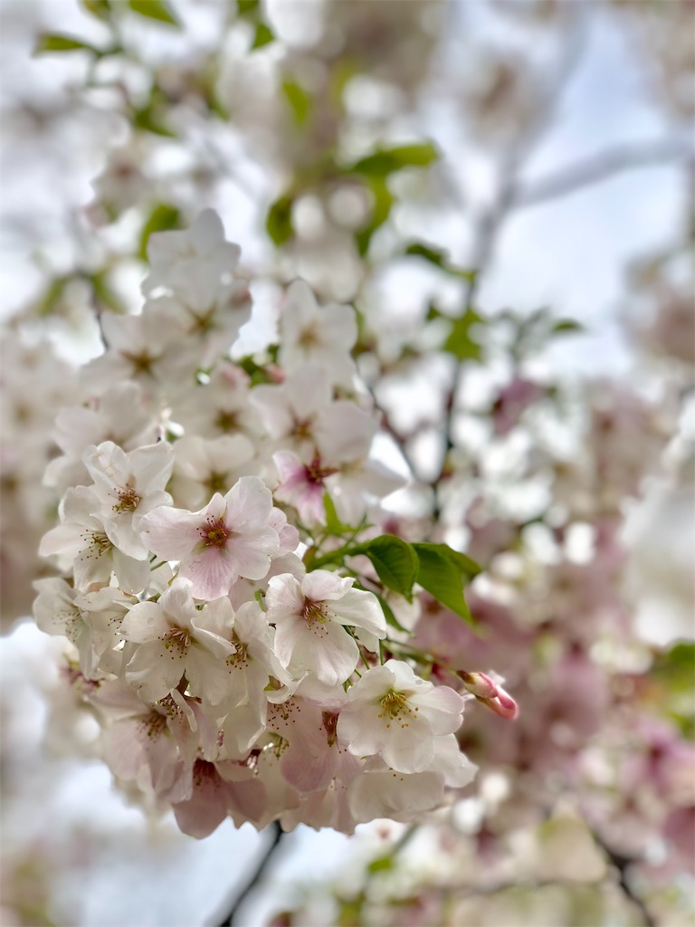 f:id:hiko_13:20190430233948j:image