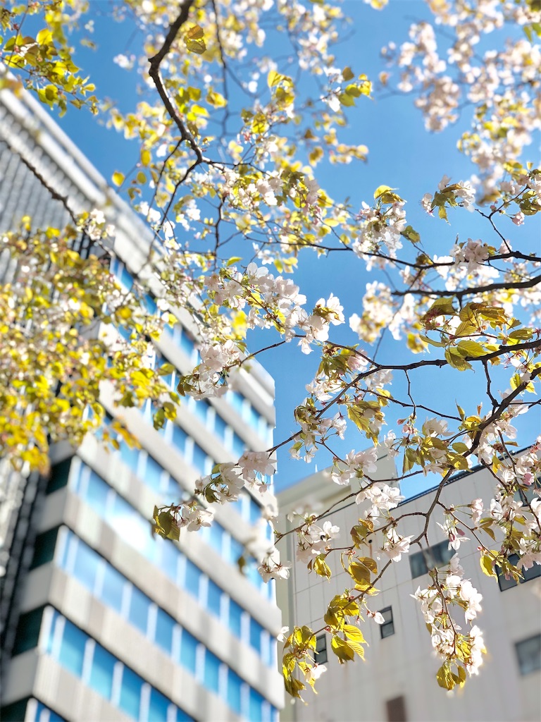 f:id:hiko_13:20190430234038j:image