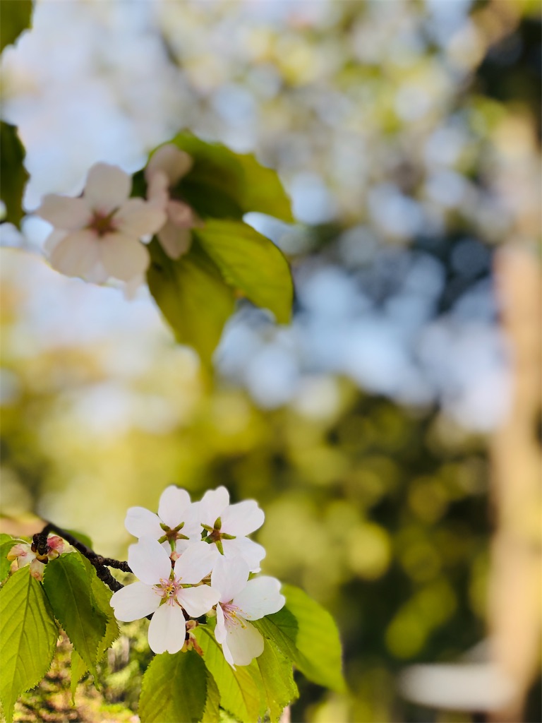 f:id:hiko_13:20190430234043j:image