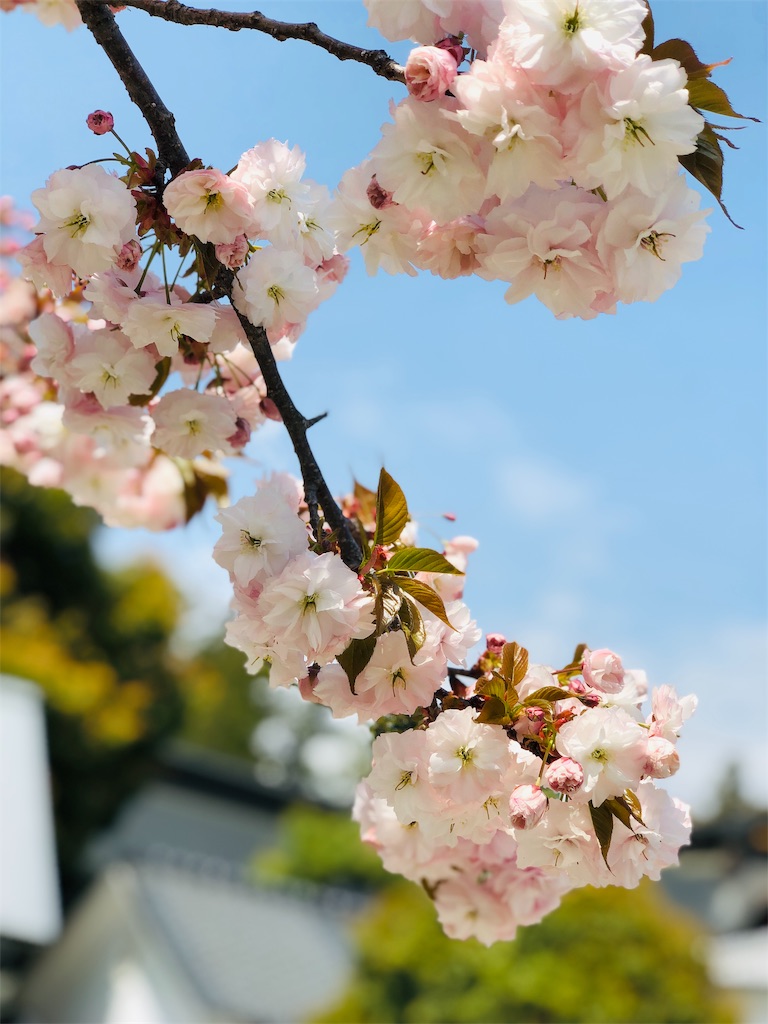 f:id:hiko_13:20190430234047j:image