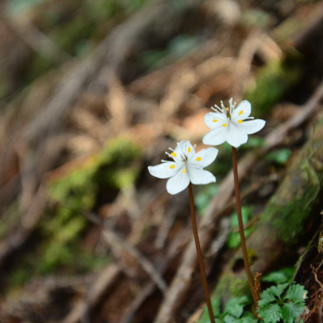 f:id:hikojima:20170330170759j:plain