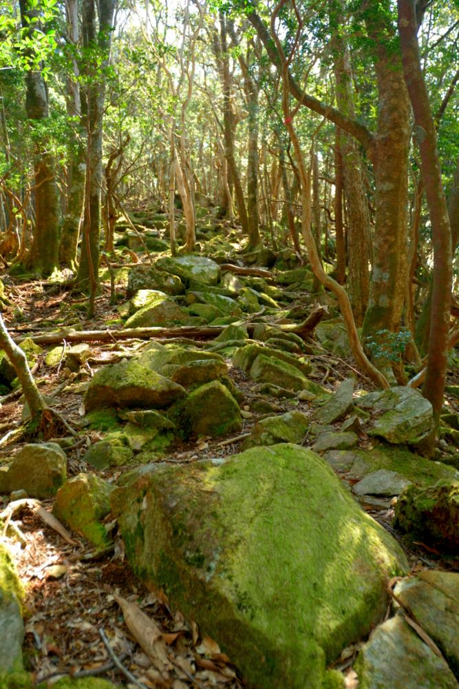 f:id:hikojima:20170330171143j:plain