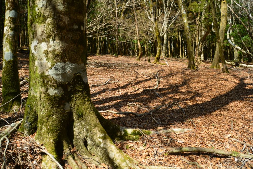 f:id:hikojima:20170330171204j:plain