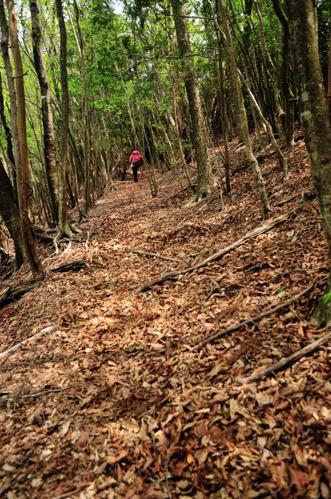 f:id:hikojima:20170513171835j:plain