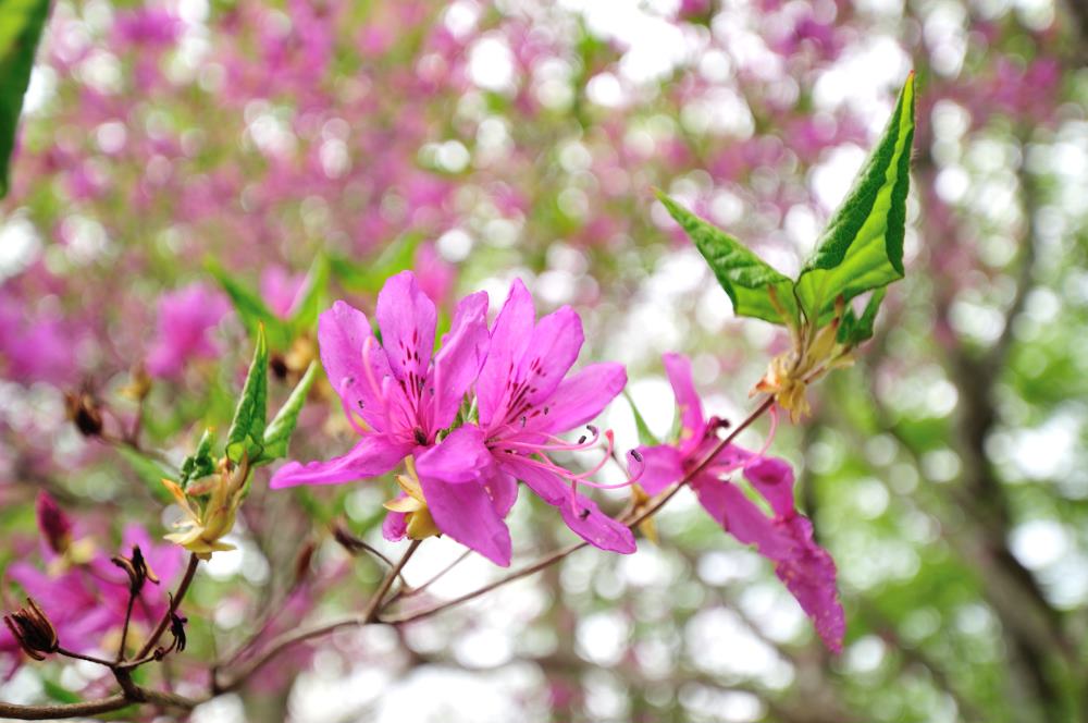 f:id:hikojima:20170513171901j:plain