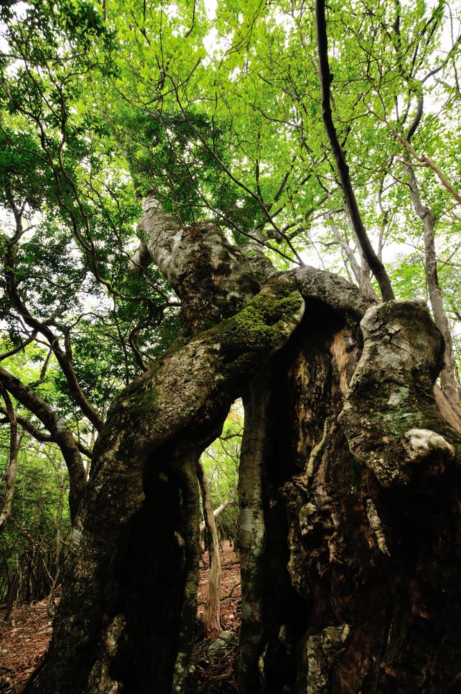 f:id:hikojima:20170513171906j:plain