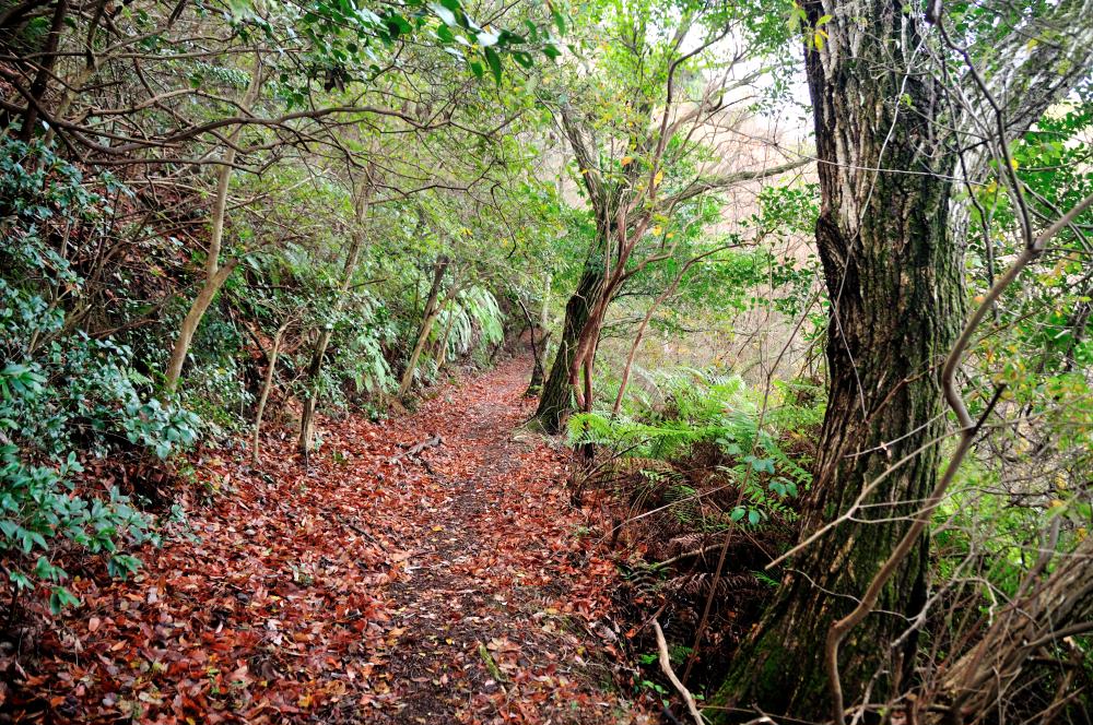 f:id:hikojima:20180118173237j:plain f:id:hikojima:20180118173237j:plain