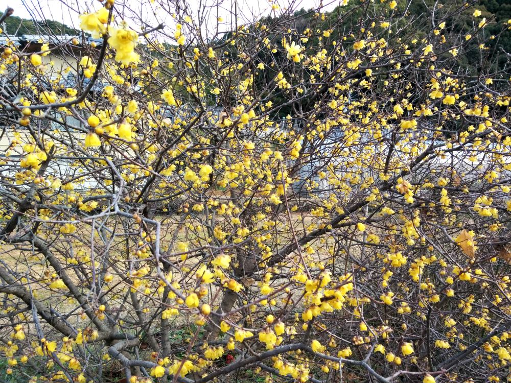 f:id:hikojima:20180118173244j:plain f:id:hikojima:20180118173244j:plain