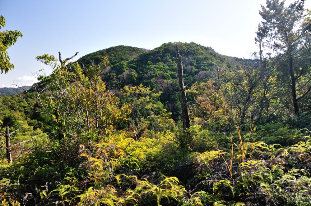 f:id:hikojima:20180118173307j:plain f:id:hikojima:20180118173307j:plain