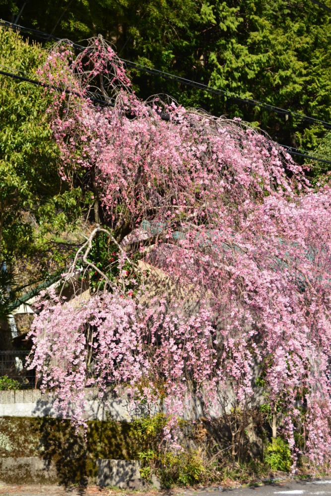 f:id:hikojima:20180326153134j:plain