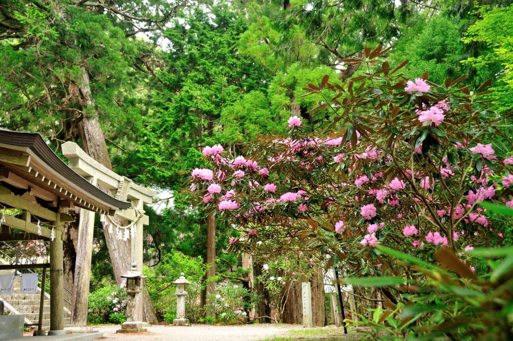 痛々しい…玉置山参拝道 - 児嶋弘幸の「山でほっこり」