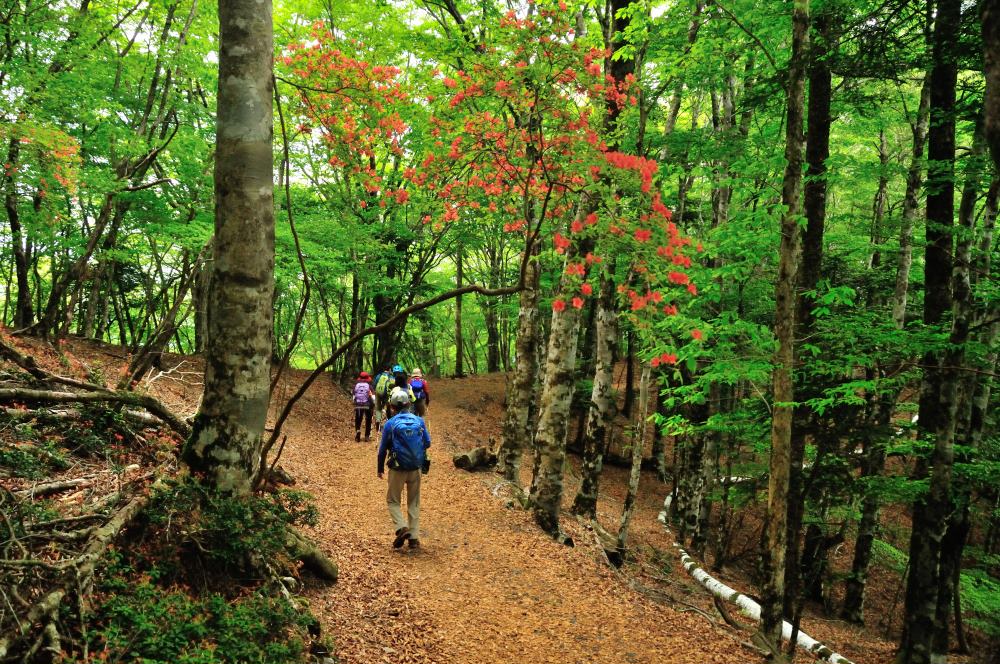 痛々しい…玉置山参拝道 - 児嶋弘幸の「山でほっこり」