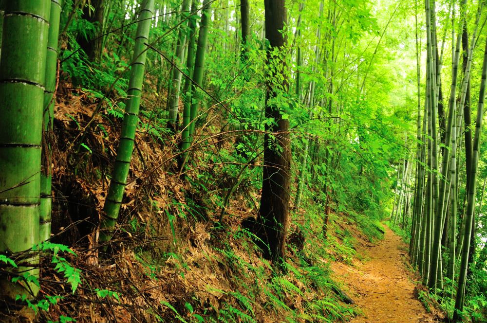 f:id:hikojima:20180625121519j:plain f:id:hikojima:20180625121519j:plain