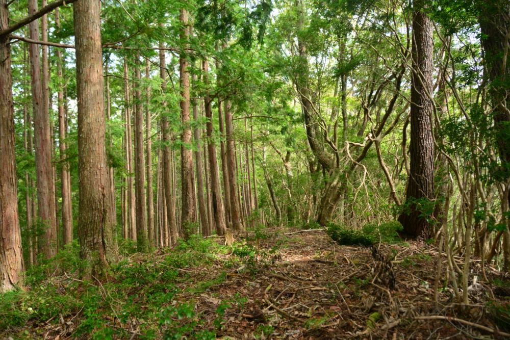 f:id:hikojima:20180920204912j:plain