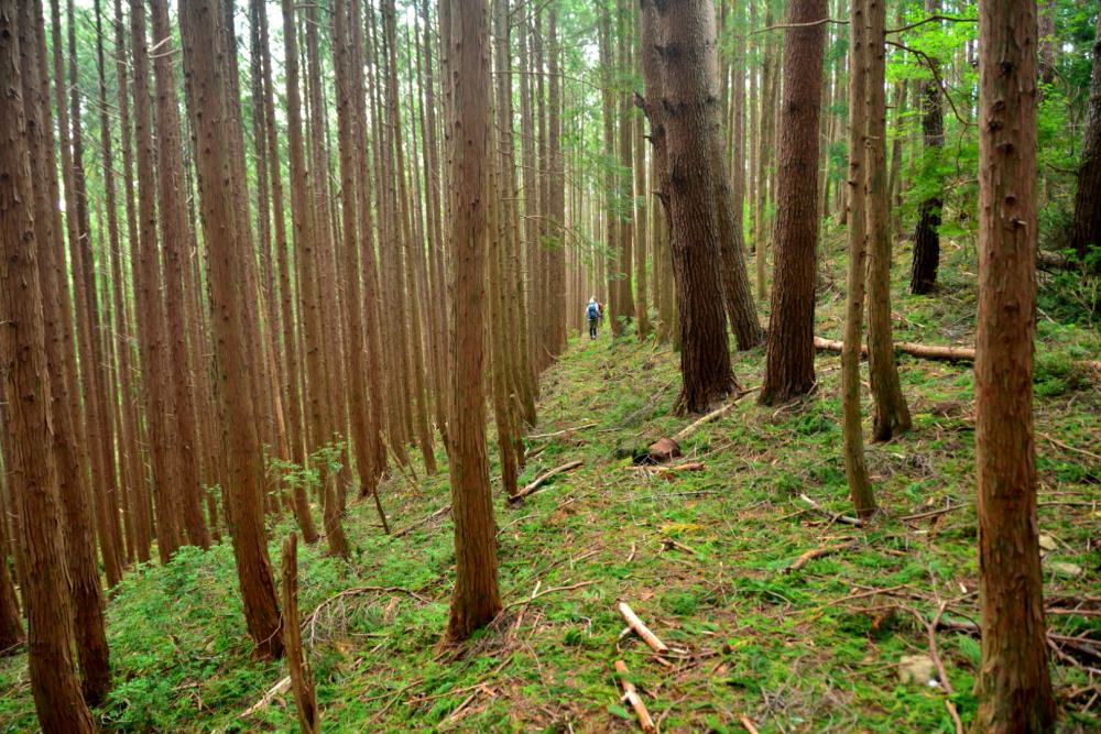 f:id:hikojima:20180920204925j:plain