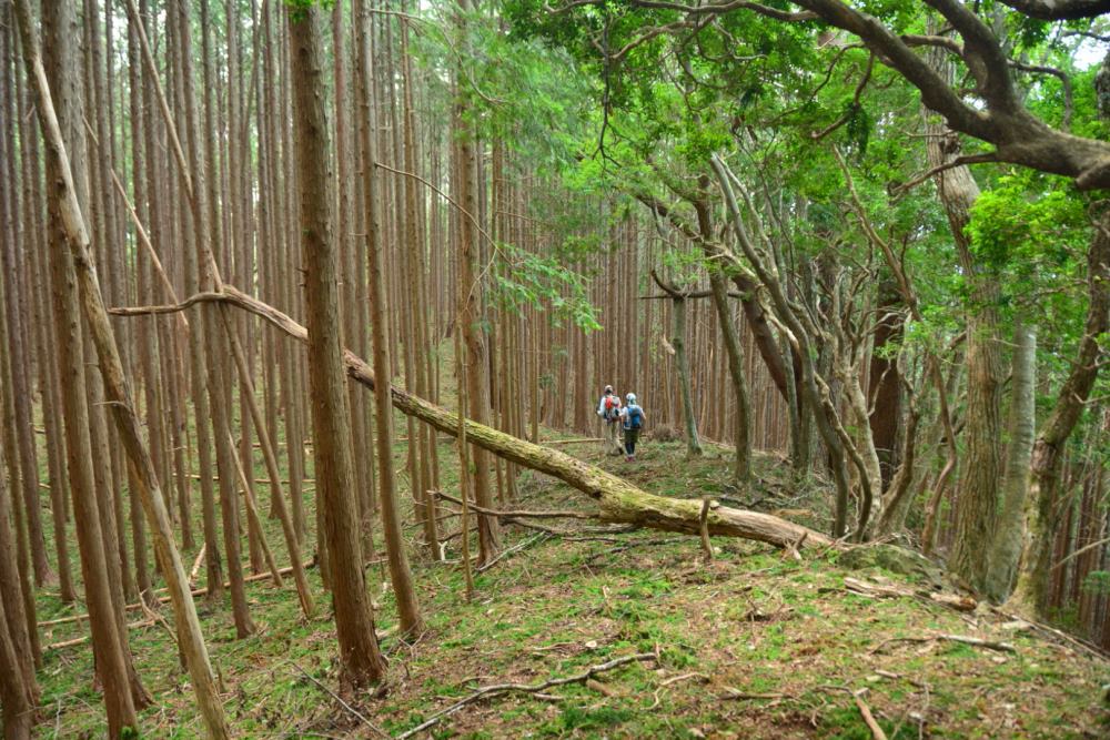 f:id:hikojima:20180920204930j:plain