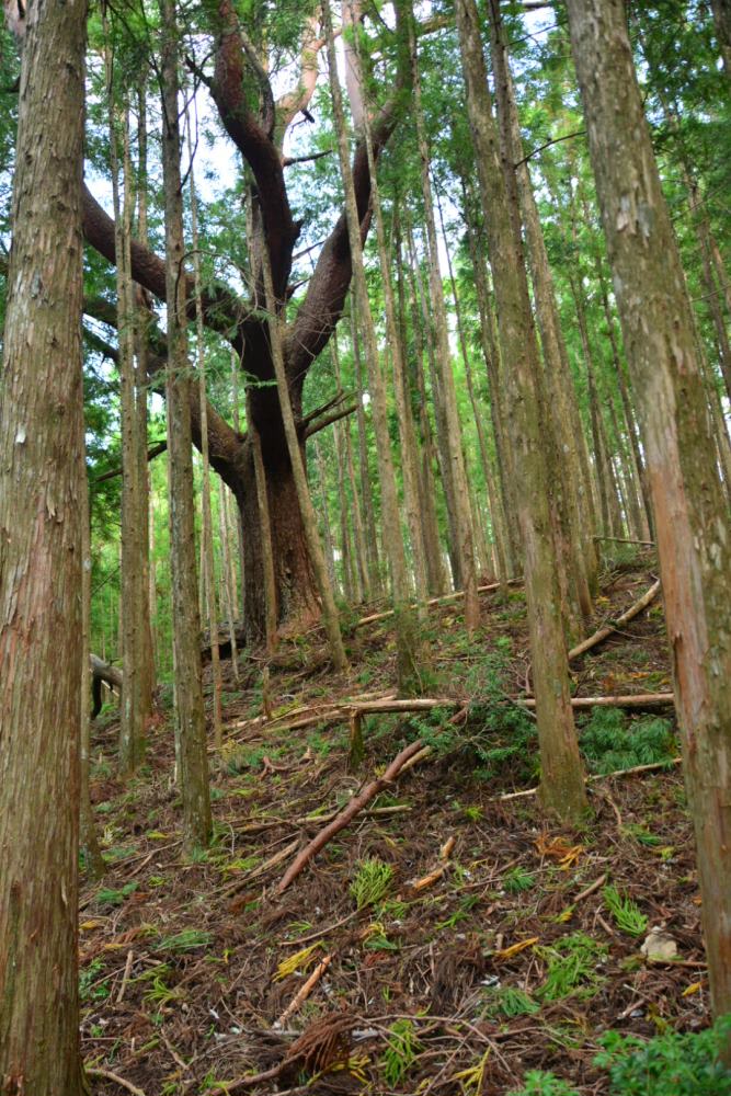 f:id:hikojima:20180920204933j:plain