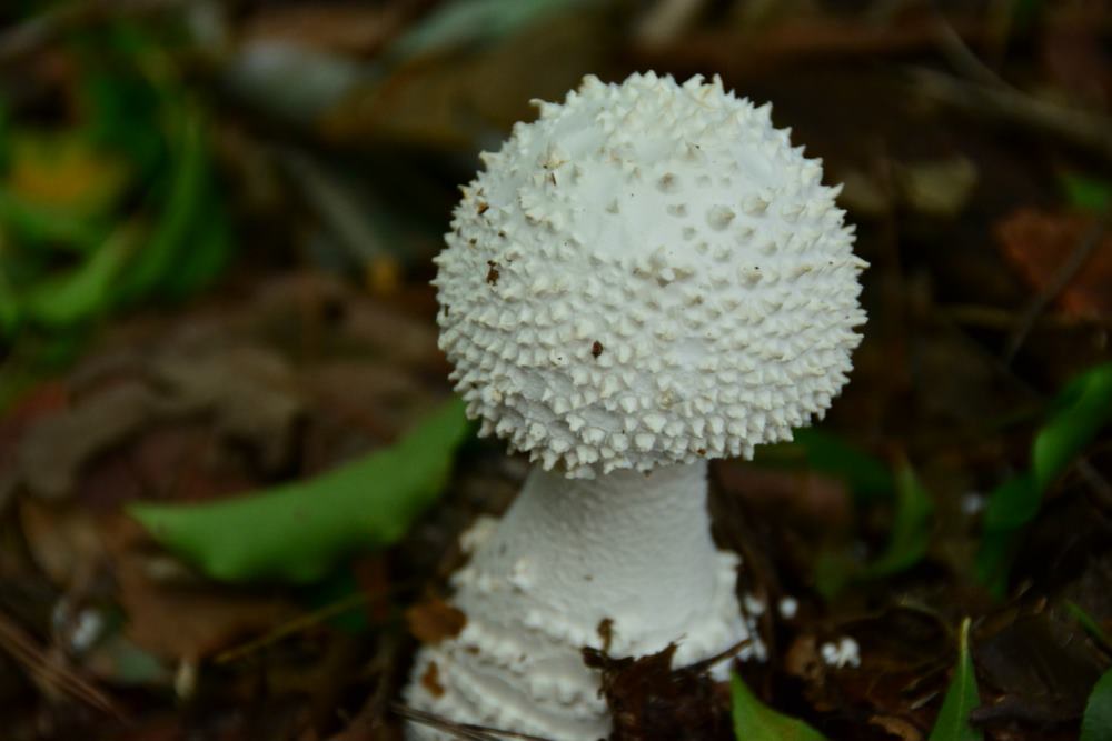 f:id:hikojima:20180920204945j:plain