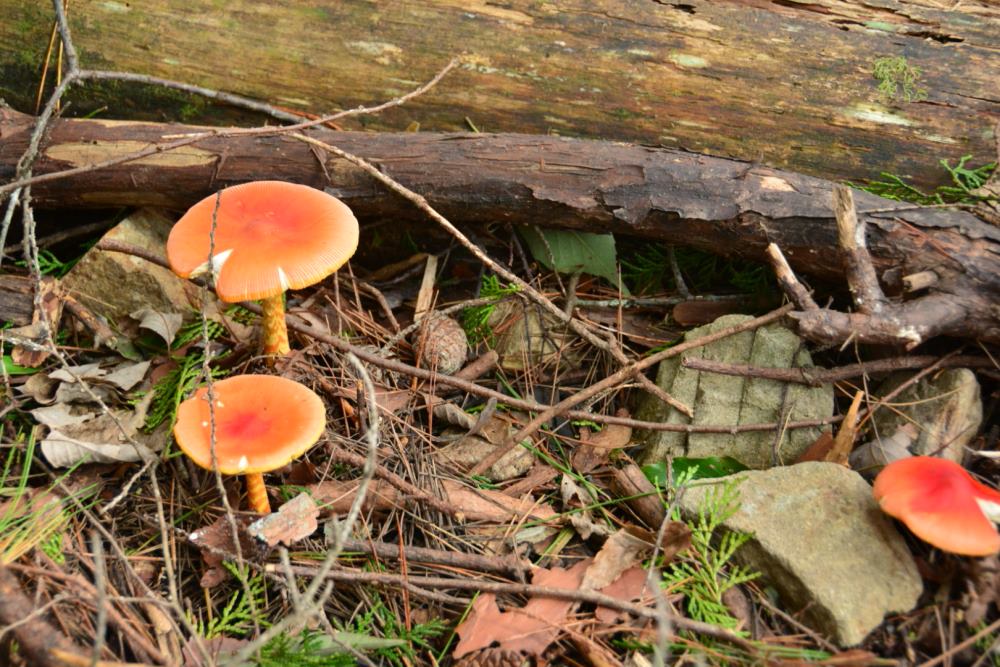 f:id:hikojima:20180920204948j:plain