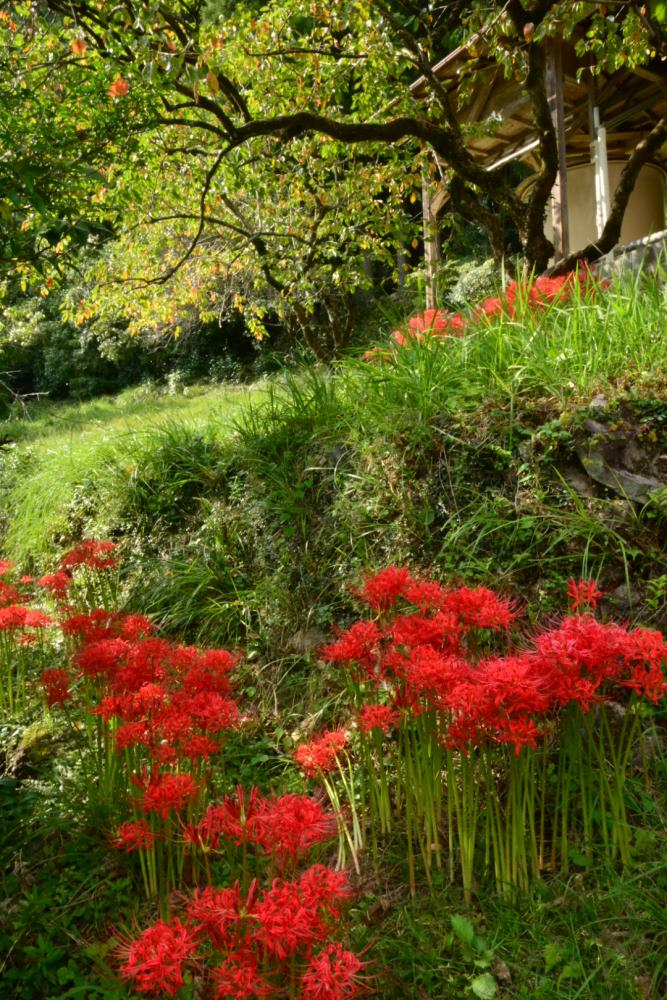 f:id:hikojima:20180920204952j:plain