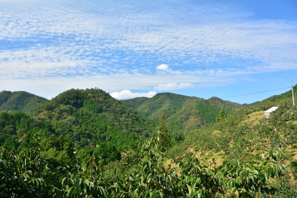 f:id:hikojima:20181004092654j:plain