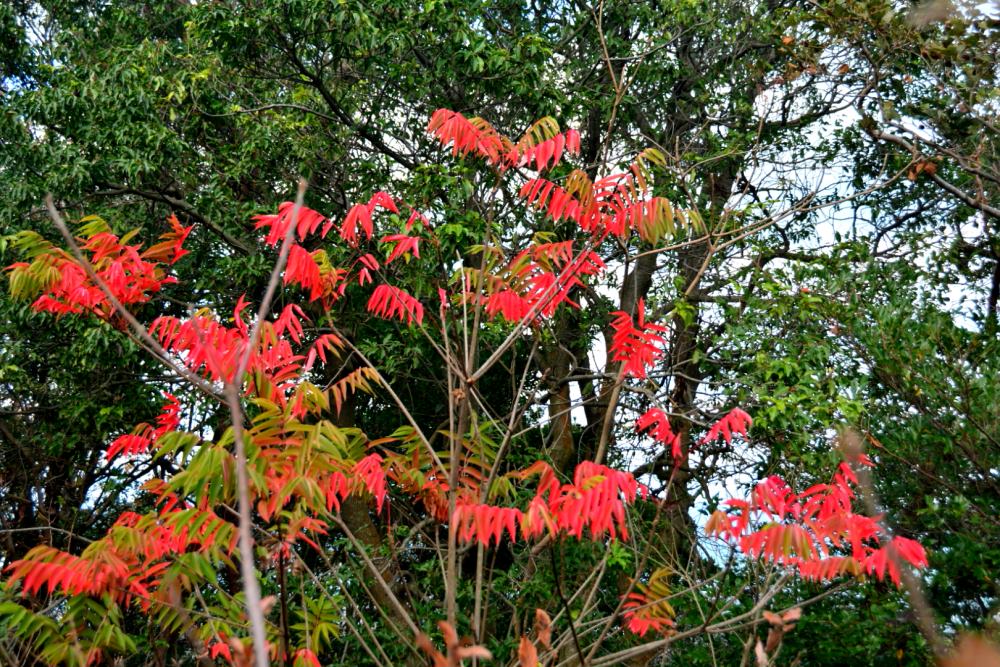 f:id:hikojima:20181209103850j:plain f:id:hikojima:20181209103850j:plain