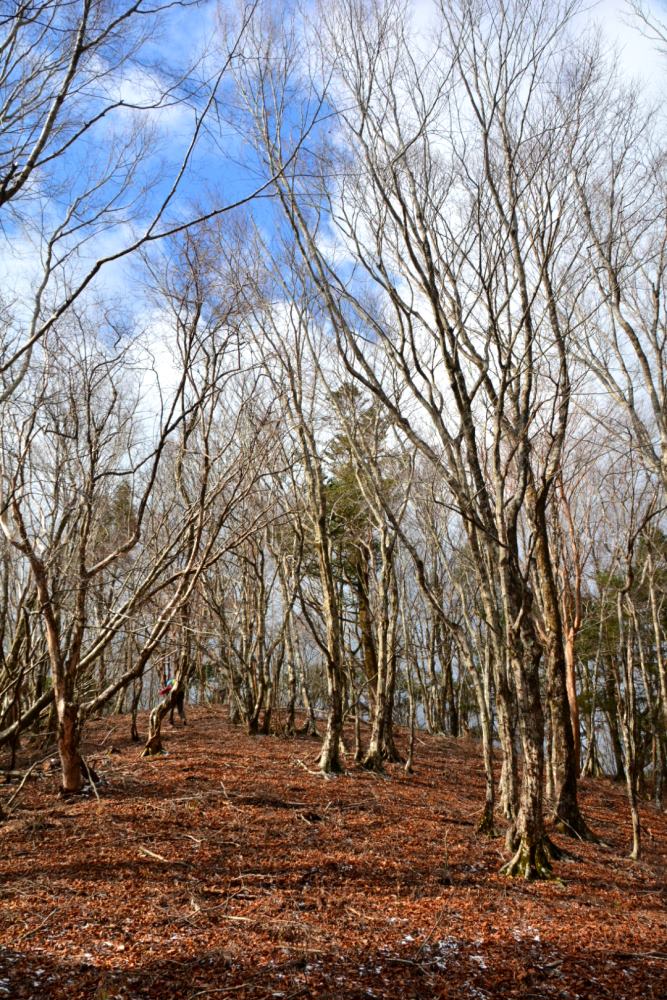 f:id:hikojima:20181219112049j:plain