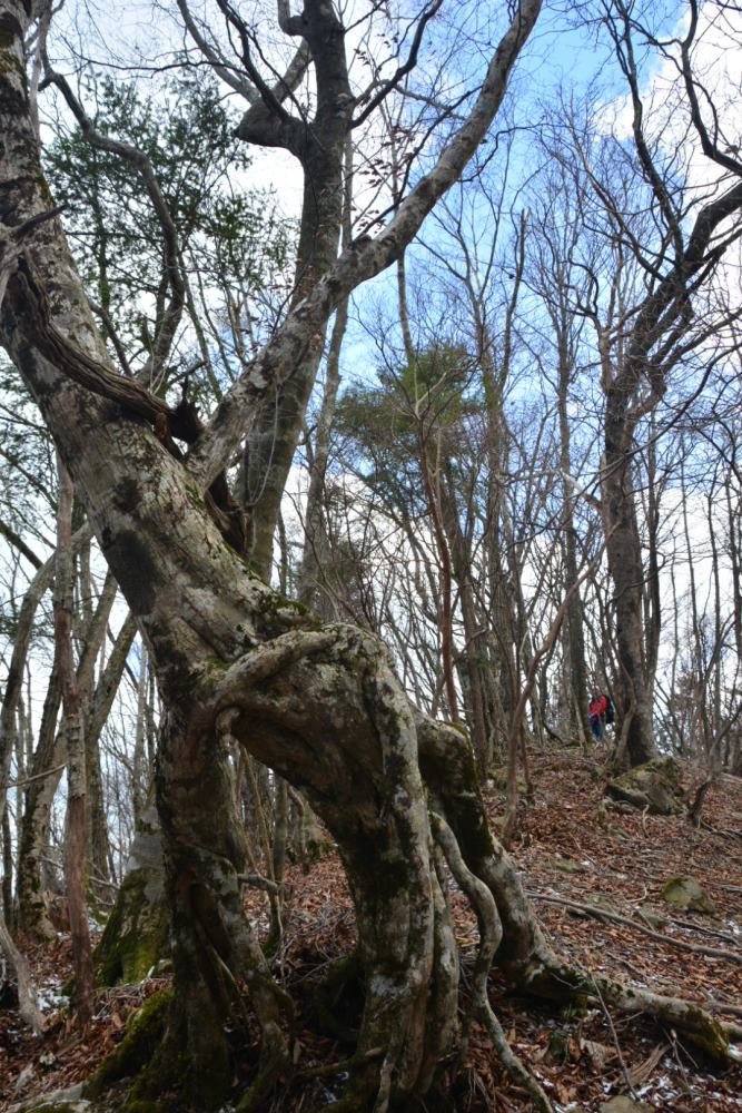 f:id:hikojima:20181219112131j:plain