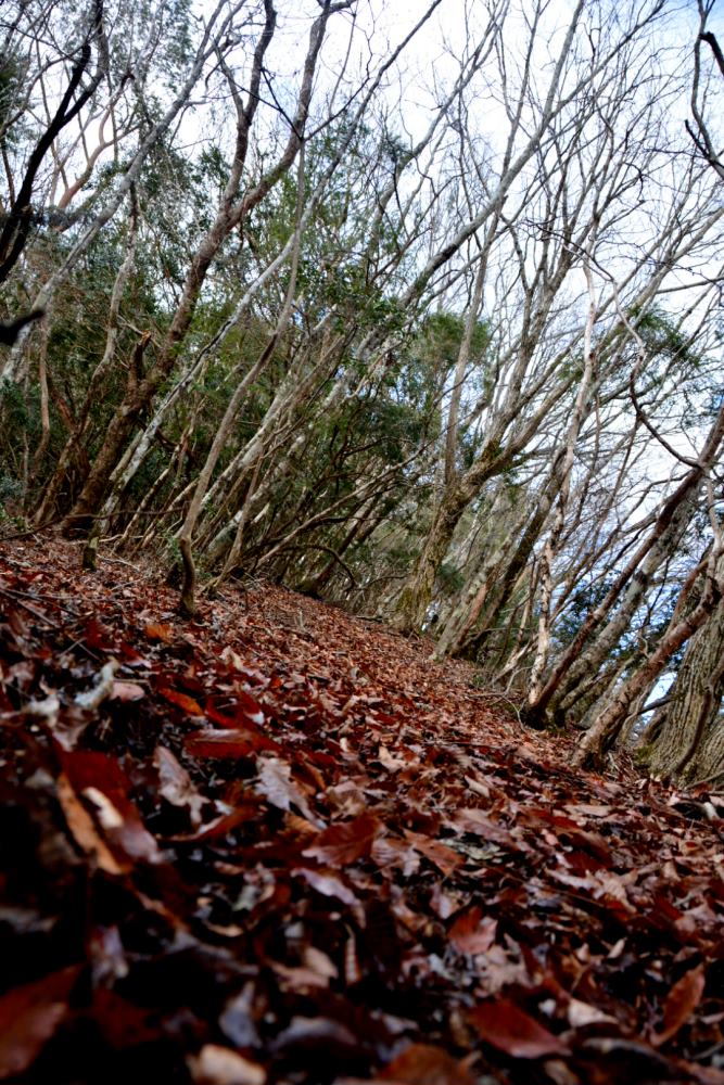 f:id:hikojima:20181219112651j:plain