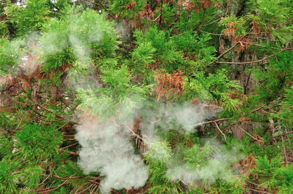 f:id:hikojima:20190307114627j:plain