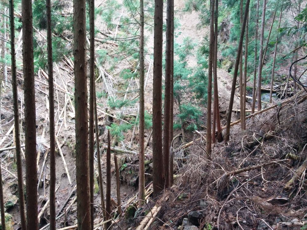 f:id:hikojima:20190307135440j:plain