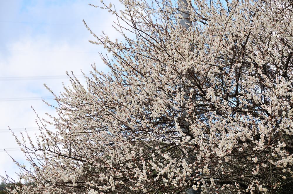 f:id:hikojima:20190314102749j:plain f:id:hikojima:20190314102749j:plain