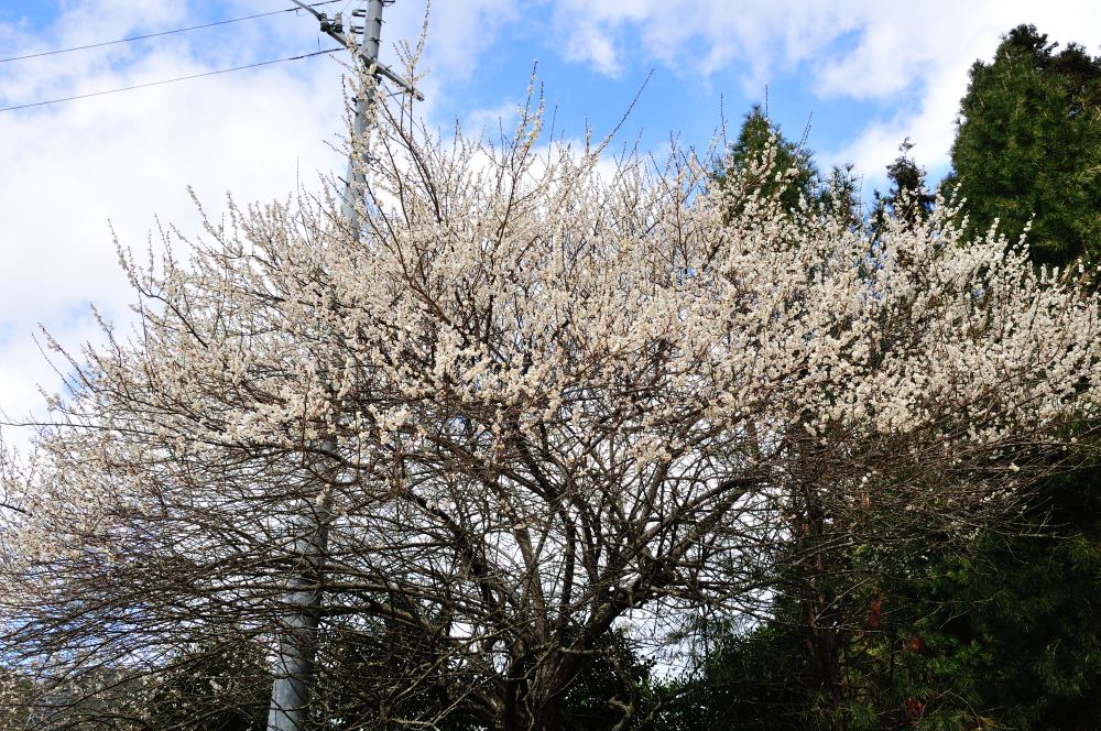 f:id:hikojima:20190314103222j:plain f:id:hikojima:20190314103222j:plain