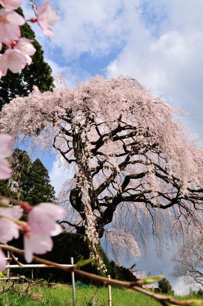 仁淀川町の桜 ハナモモを満喫 児嶋弘幸の 山でほっこり